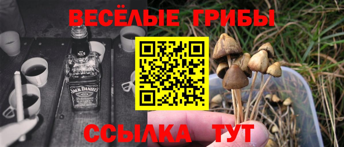 Чернушка  Галлюциногенные грибы GOLDEN TEACHER  Вход с VPN 